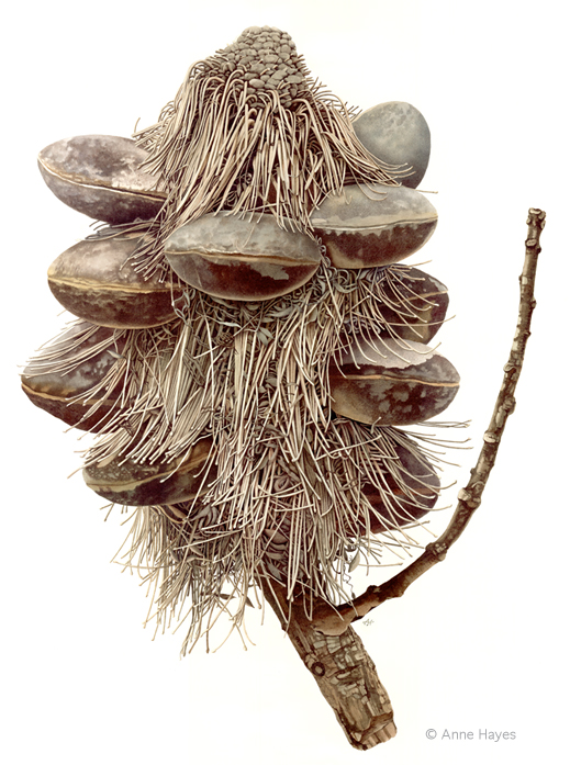 1520904211_Banksia_serrata_Seedpod_Anne_Hayes_Anne_Hayes_Website
